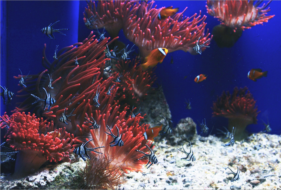 Groups of clwon and black and white fish swimming infront of red sea anemone in an aquarium