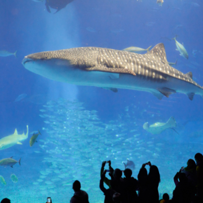 Group of people taking photos of a large shark in the aquarium