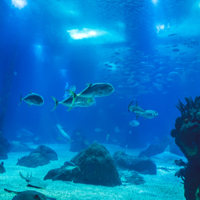 Groups of fish swimming around rocks and coral