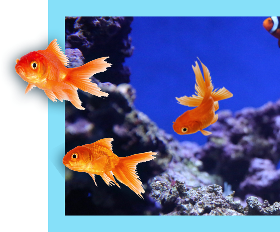 Three goldfish layered in front of underwater rockbed.