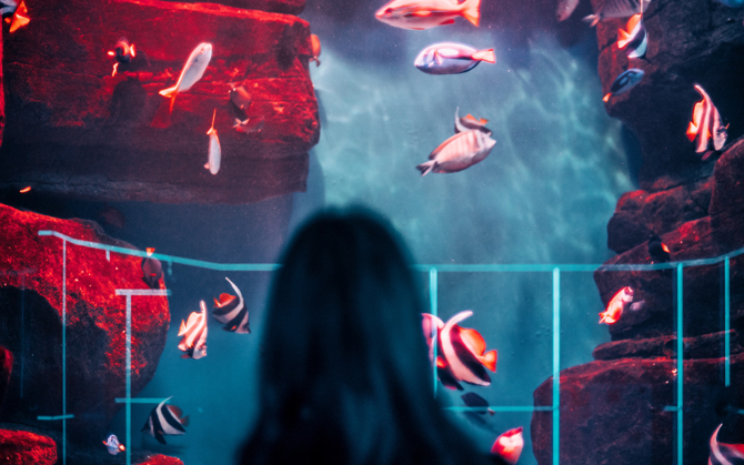 Person looking at fish swimming in a large aquarium with rocks on each side.