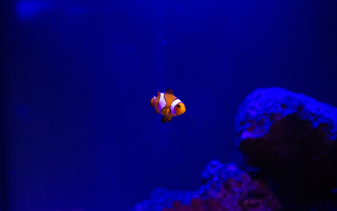 Clown fish swimming in dark water