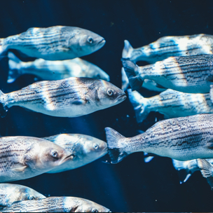 Close up on a school of silver fish swimming